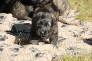 altdeutscher schaferhund0022