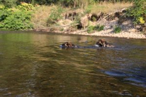 comme-chiens-et-loups-elevage-de-berger-allemand0001