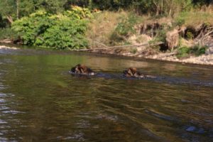 comme-chiens-et-loups-elevage-de-berger-allemand0002