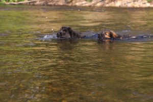 comme-chiens-et-loups-elevage-de-berger-allemand0003