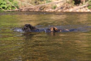 comme-chiens-et-loups-elevage-de-berger-allemand0004