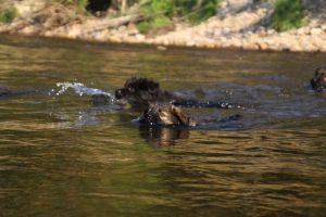 comme-chiens-et-loups-elevage-de-berger-allemand0006