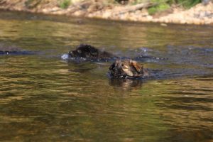 comme-chiens-et-loups-elevage-de-berger-allemand0007