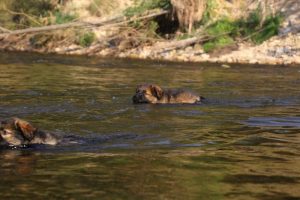 comme-chiens-et-loups-elevage-de-berger-allemand0008