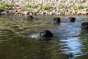 comme-chiens-et-loups-elevage-de-berger-allemand0009