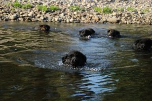 comme-chiens-et-loups-elevage-de-berger-allemand0010