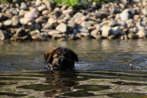 comme-chiens-et-loups-elevage-de-berger-allemand0013