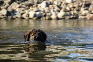 comme-chiens-et-loups-elevage-de-berger-allemand0014