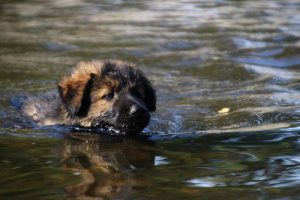 comme-chiens-et-loups-elevage-de-berger-allemand0015