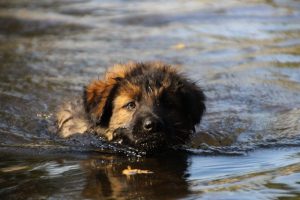 comme-chiens-et-loups-elevage-de-berger-allemand0017