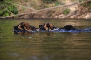 comme-chiens-et-loups-elevage-de-berger-allemand0018