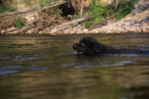 comme-chiens-et-loups-elevage-de-berger-allemand0019