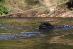 comme-chiens-et-loups-elevage-de-berger-allemand0020