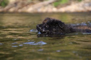 comme-chiens-et-loups-elevage-de-berger-allemand0021