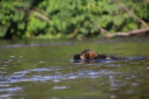 comme-chiens-et-loups-elevage-de-berger-allemand0022