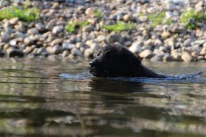 comme-chiens-et-loups-elevage-de-berger-allemand0024