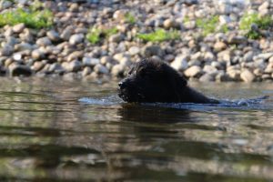 comme-chiens-et-loups-elevage-de-berger-allemand0024