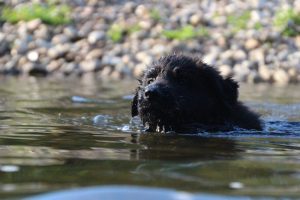 comme-chiens-et-loups-elevage-de-berger-allemand0026