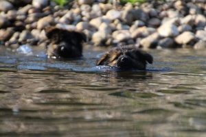 comme-chiens-et-loups-elevage-de-berger-allemand0029