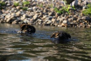 comme-chiens-et-loups-elevage-de-berger-allemand0030