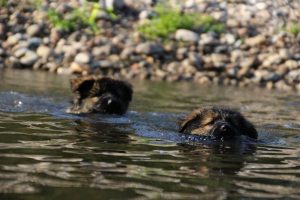 comme-chiens-et-loups-elevage-de-berger-allemand0031