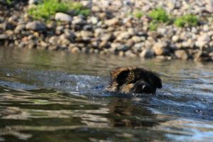 comme-chiens-et-loups-elevage-de-berger-allemand0032