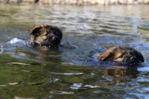 comme-chiens-et-loups-elevage-de-berger-allemand0033