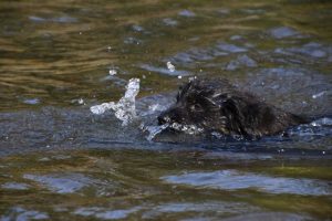 comme-chiens-et-loups-elevage-de-berger-allemand0034