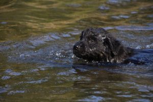 comme-chiens-et-loups-elevage-de-berger-allemand0035