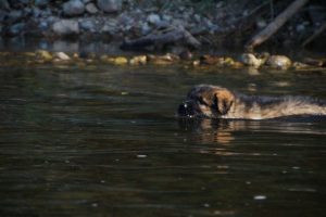 comme-chiens-et-loups-elevage-de-berger-allemand0037