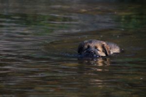 comme-chiens-et-loups-elevage-de-berger-allemand0038