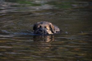 comme-chiens-et-loups-elevage-de-berger-allemand0039