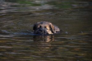 comme-chiens-et-loups-elevage-de-berger-allemand0039