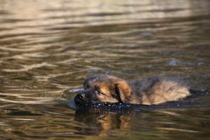 comme-chiens-et-loups-elevage-de-berger-allemand0040