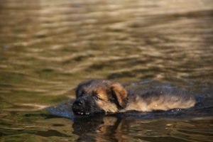 comme-chiens-et-loups-elevage-de-berger-allemand0041