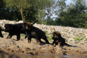 comme-chiens-et-loups-elevage-de-berger-allemand0047