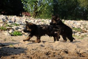 comme-chiens-et-loups-elevage-de-berger-allemand0048