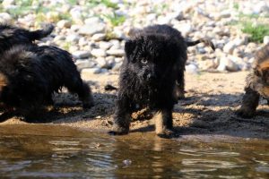 comme-chiens-et-loups-elevage-de-berger-allemand0049