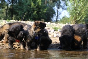 comme-chiens-et-loups-elevage-de-berger-allemand0050