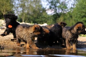 comme-chiens-et-loups-elevage-de-berger-allemand0052