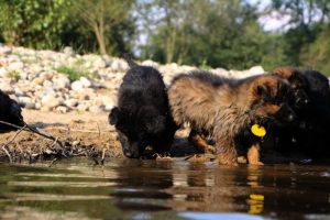 comme-chiens-et-loups-elevage-de-berger-allemand0053