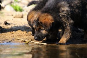 comme-chiens-et-loups-elevage-de-berger-allemand0056