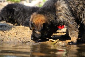 comme-chiens-et-loups-elevage-de-berger-allemand0057