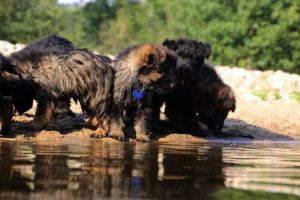 comme-chiens-et-loups-elevage-de-berger-allemand0058