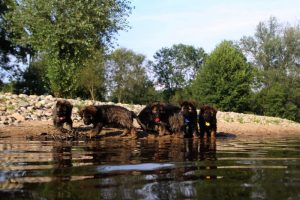 comme-chiens-et-loups-elevage-de-berger-allemand0059