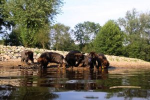 comme-chiens-et-loups-elevage-de-berger-allemand0060