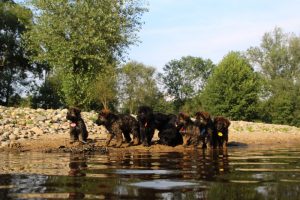 comme-chiens-et-loups-elevage-de-berger-allemand0061