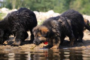 comme-chiens-et-loups-elevage-de-berger-allemand0064