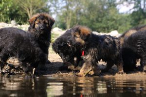 comme-chiens-et-loups-elevage-de-berger-allemand0065