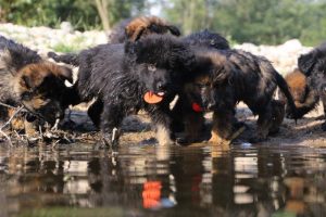 comme-chiens-et-loups-elevage-de-berger-allemand0066